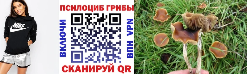 Галлюциногенные грибы Cubensis  нарко площадка состав  Суздаль 